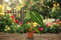 Philodendron Gloriosum Live Plant 2-Inch Pot Rare Indoor Tropical Houseplant with Velvety Heart-Shaped Leaves