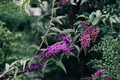 Purple Butterfly Bush Cuttings – Unrooted Live Propagation Material – Buddleja davidii Ornamental Shrub