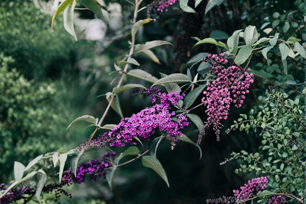 Purple Butterfly Bush Cuttings – Unrooted Live Propagation Material – Buddleja davidii Ornamental Shrub