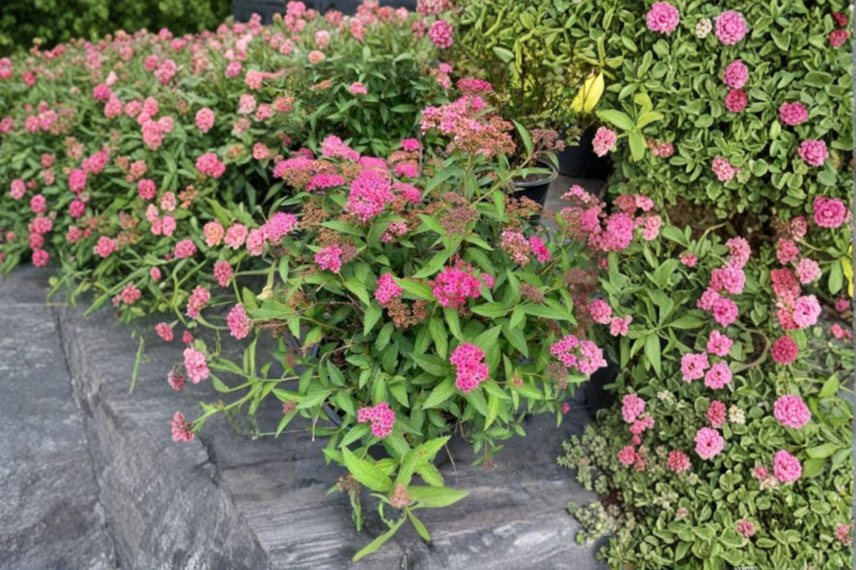 Neon Flash Spirea Live Plant 4-Inch Pot, Pink Flowers, Compact Deciduous Shrub, Spiraea japonica for Borders & Garden Beds