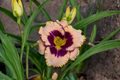 Daring Deception Pink Daylily Bare Root Plants, Perennial Herbaceous Flower, Hemerocallis, Easy Care Garden Border Plants (Set of 3)