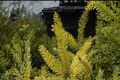 Aurea Serbian Spruce Live Plant – 12 Inch Picea omorika Golden Evergreen Conifer for Garden Landscape