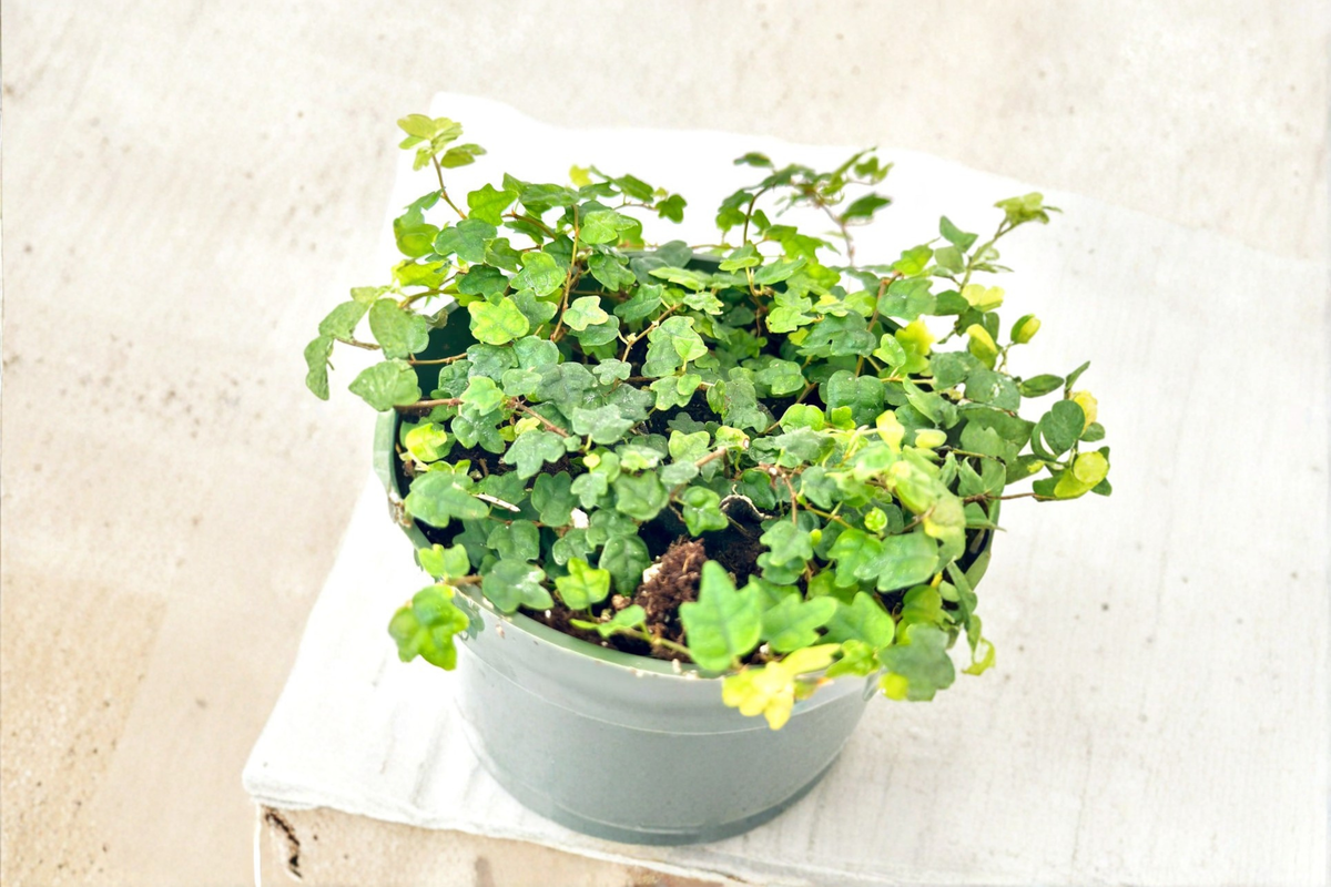 String of Frogs Live Plant, Ficus pumila quercifolia, Creeping Houseplant for Terrariums & Indoor Decor