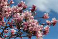 Ann Star Magnolia Live Plant – 3 Inch Pot – Magnolia 'Ann' – Compact Ornamental Tree with Deep Purple-Red Tulip Blooms