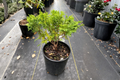 Dwarf Sawara Cypress ‘Minima’ Live Plant – 1 Gallon Chamaecyparis pisifera Evergreen Conifer for Rock Gardens & Containers