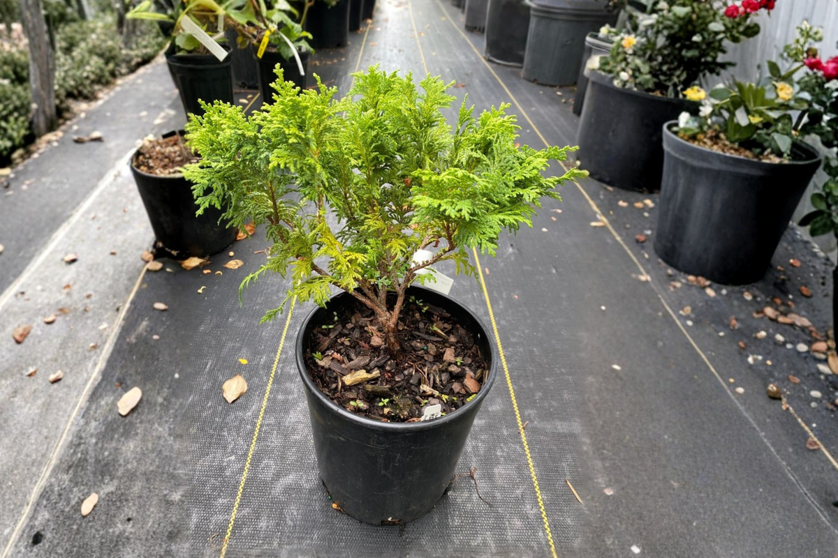 Dwarf Sawara Cypress ‘Minima’ Live Plant – 1 Gallon Chamaecyparis pisifera Evergreen Conifer for Rock Gardens & Containers