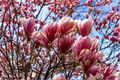 Jane Magnolia Live Plant 1 Gallon Pot Pink Purple Flowering Shrub Magnolia × 'Jane' Ornamental Garden Plant