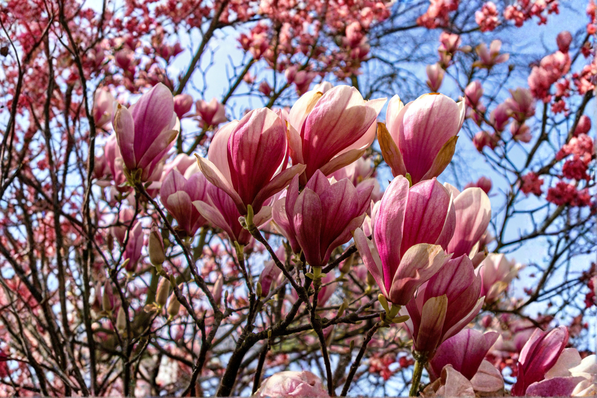 Jane Magnolia Live Plant 1 Gallon Pot Pink Purple Flowering Shrub Magnolia × 'Jane' Ornamental Garden Plant