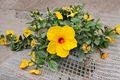 Yellow Hibiscus Live Plant – 1–1.5 ft Tall, Tropical Flowering Shrub with Buds & Blooms, Hibiscus spp.