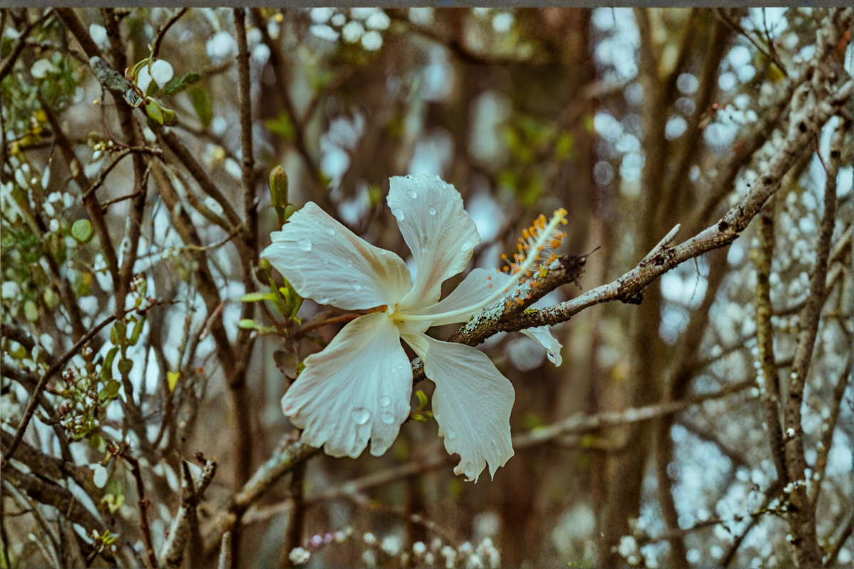 Madagascar Hibiscus Live Starter Plant 3–5 Inch Rooted Hibiscus moscheutos Perennial Flowering Plant