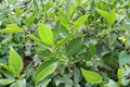Jim Dandy Winterberry Male Plant 1 Gallon Pot, Ilex verticillata pollinator shrub for female winterberry berry production