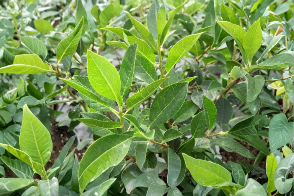 Jim Dandy Winterberry Male Plant 1 Gallon Pot, Ilex verticillata pollinator shrub for female winterberry berry production