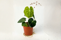 Anthurium Clarinervium Live Plant - 4 Inch Pot Dark Green Velvet Foliage Indoor Houseplant