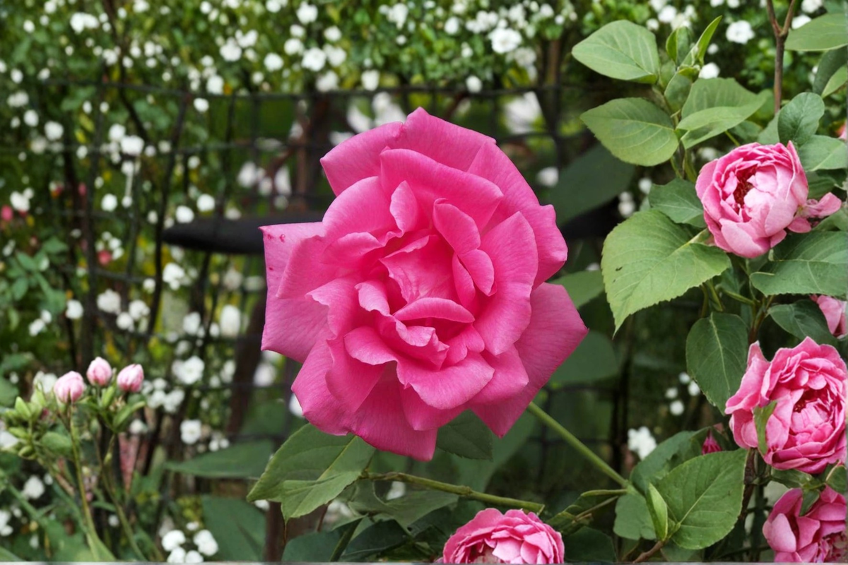Climbing Rose Live Plant Pink Rose Bush 2-3 Ft Rosa 'Peggy Martin'