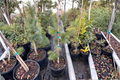 Graceful Grace Douglas Fir Live Plant 1 Gallon Pot, Weeping Evergreen Tree, Pseudotsuga menziesii ‘Graceful Grace’