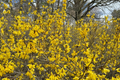 Forsythia ‘Vermont Sun’ Live Plant – 2 Gallon Deciduous Shrub with Bright Yellow Spring Flowers, Hardy Landscape Plant, Forsythia mandschurica