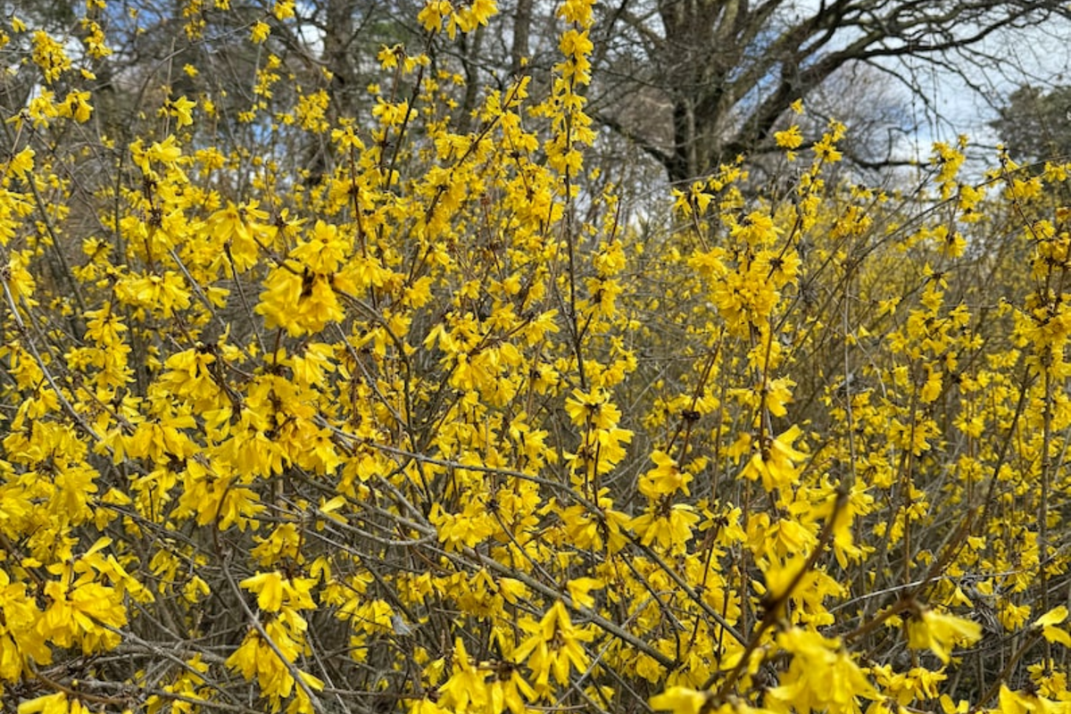 Forsythia ‘Vermont Sun’ Live Plant – 2 Gallon Deciduous Shrub with Bright Yellow Spring Flowers, Hardy Landscape Plant, Forsythia mandschurica