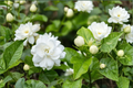 Arabian Jasmine Live Plants, 3-6 Inch Rooted Jasminum sambac, White Flowers, Container-Friendly, Mogra Flower Plant