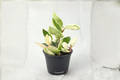 Hoya Carnosa Krimson Queen Variegated Live Plant 4 Inch Pot Indoor Houseplant Trailing Foliage