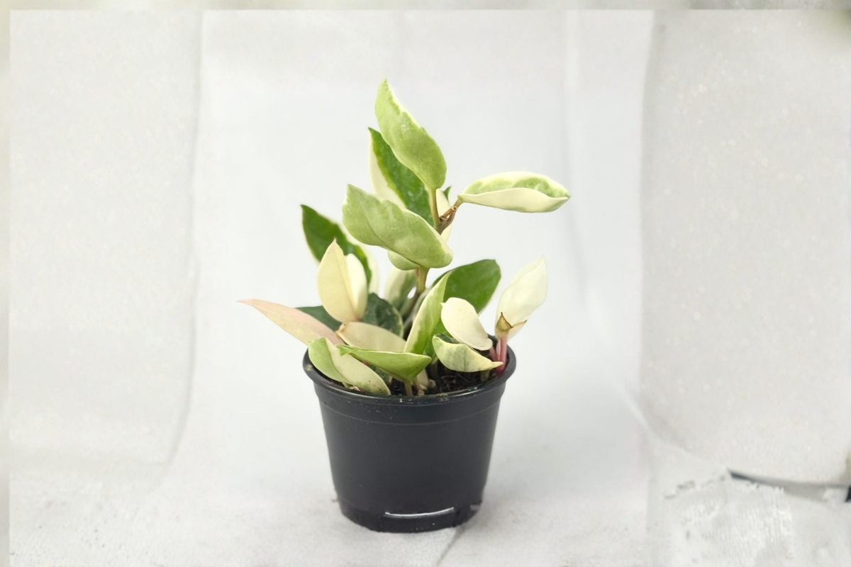 Hoya Carnosa Krimson Queen Variegated Live Plant 4 Inch Pot Indoor Houseplant Trailing Foliage