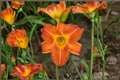Bright Sunset Daylily Bare Root Plants – Orange Red Perennial Hemerocallis for Garden Borders, Mass Planting, Easy Care