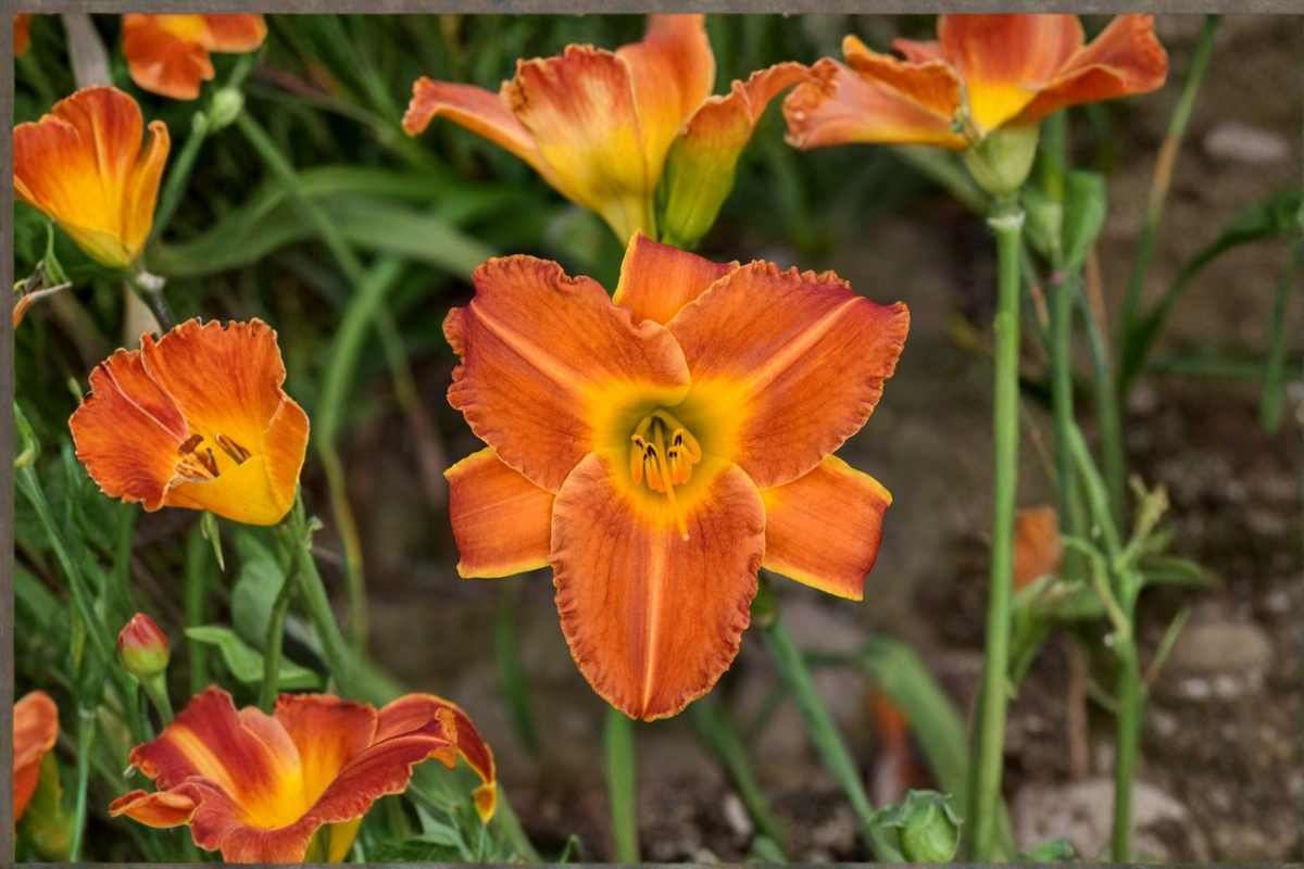Bright Sunset Daylily Bare Root Plants – Orange Red Perennial Hemerocallis for Garden Borders, Mass Planting, Easy Care