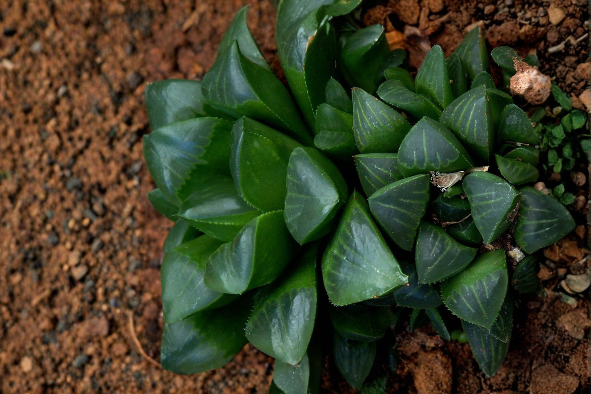 Haworthia retusa Live Succulent Plant – 2-Inch Pot – Fleshy Rosette with Translucent Tips – Indoor Houseplant