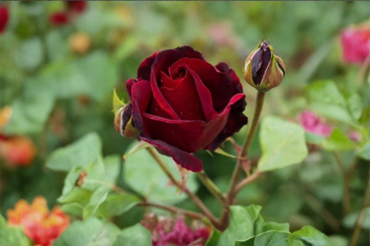 Rare English Red Purple Rose Seeds 20 Pack – Ornamental Shrub Rose Bush Flower Seeds Rosa spp.