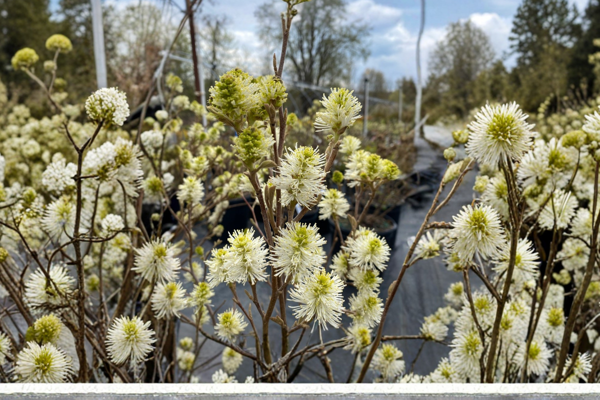 Dwarf Fothergilla Live Plant 4-Inch Pot Native Shrub with White Spring Blooms and Fall Color