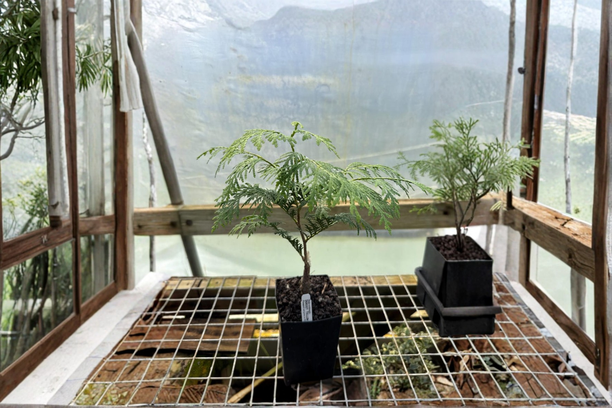 Dorset Yellow Arborvitae Live Plant 4-Inch Pot – Thuja occidentalis Dwarf Evergreen with Golden Foliage for Garden & Landscape