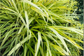 Aureola Japanese Forest Grass Starter Plant – Hakonechloa macra 'Aureola' – Golden Yellow Foliage, Shade-Tolerant Ornamental Grass