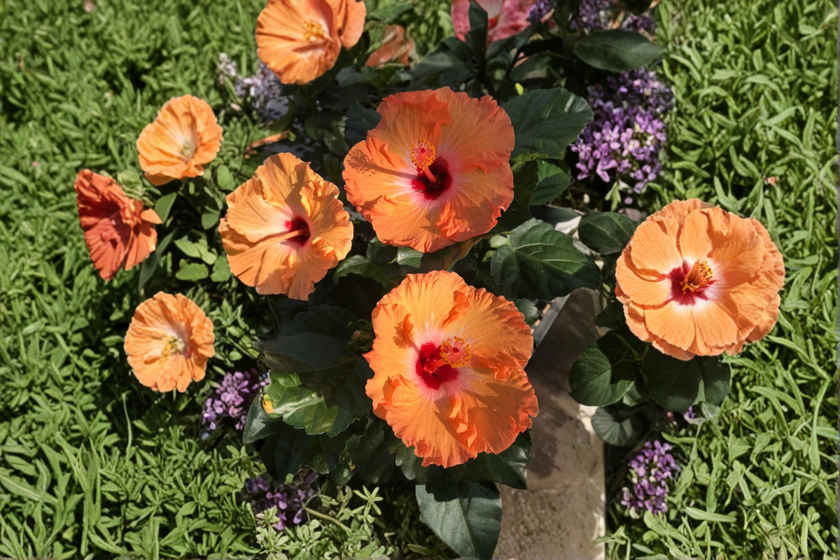 Orange Hibiscus Live Plant – 1–1.5 ft Tall, Flowering Shrub with Bright Orange Blooms, Tropical Garden, Patio, Container Plant