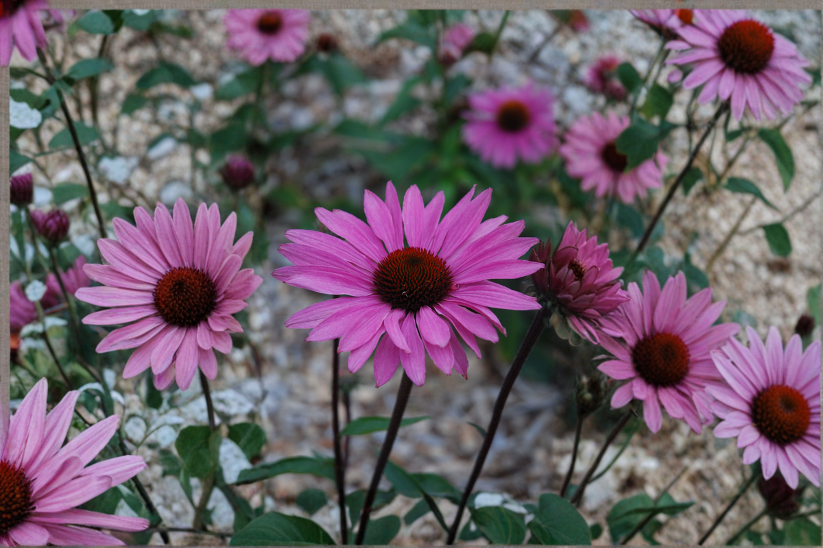 Purple Emperor Coneflower Live Plants, 3 Rooted Starters, Purple Pink Blooms, Echinacea purpurea, Perennial Garden Flowers