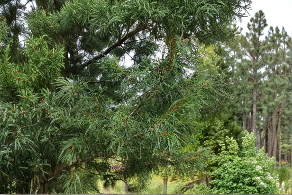 Torulosa Eastern White Pine Live Plant – 18 Inch Blue-Green Needles, Irregular Branching, Evergreen Conifer, Pinus strobus