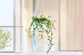 String of Dolphins Succulent Plant in 6-Inch Hanging Basket, Curio × peregrinus, Trailing Indoor Houseplant