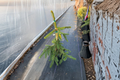 Gold Drift Weeping Norway Spruce Live Plant – 12 Inch Golden Foliage Conifer in 1-Gallon Pot