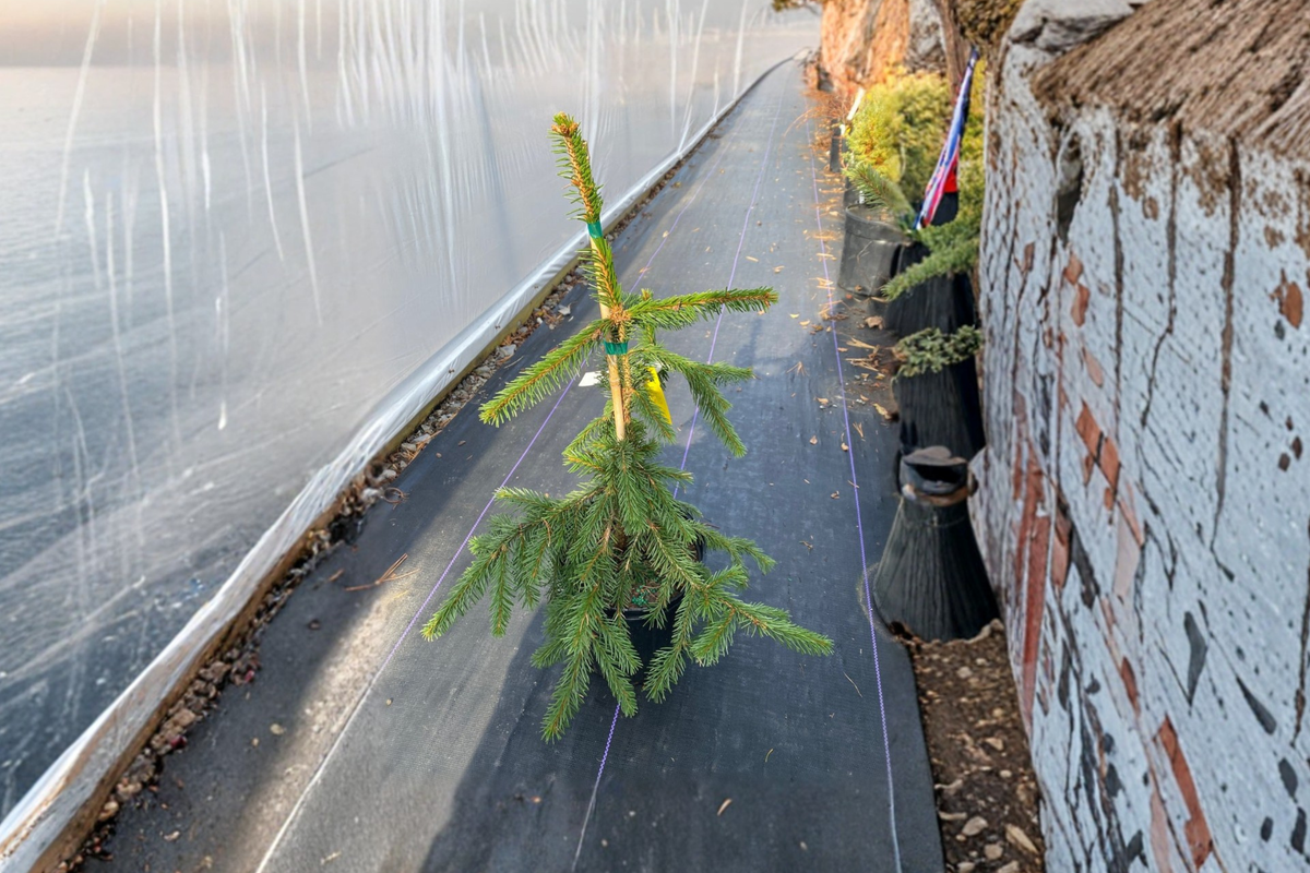 Gold Drift Weeping Norway Spruce Live Plant – 12 Inch Golden Foliage Conifer in 1-Gallon Pot