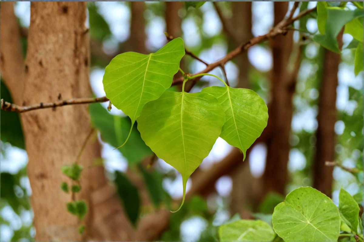 Fresh Sacred Fig Leaves (Ficus religiosa) – 10+ Natural Bodhi, Peepal, Ashwattha Leaves for Crafts, Art, Botanical Displays