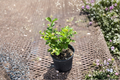 Arabian Jasmine Live Plant 1-Gallon Pot, Jasminum sambac, White Flowers, Indoor & Outdoor Flowering Shrub