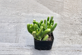 Gollum Jade Succulent Plant 4-Inch Pot Crassula ovata ‘Gollum’ Houseplant, Tubular Green Foliage