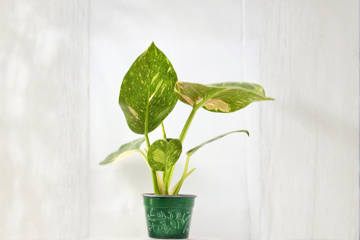 Philodendron Green Congo Nuclear Live Plant – Variegated Indoor Houseplant in 3-4 Inch Pot