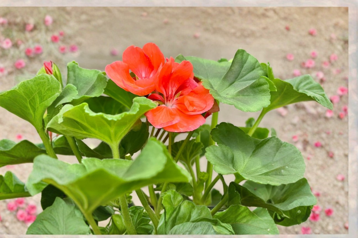 Dark Salmon Geranium Live Plant – Mature Pelargonium for Containers, Borders, and Gardens