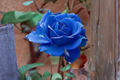 Blue Purple Rose Seeds - Midnight Blue Rosa spp. for Ornamental Gardens, Flower Beds, 30 Seeds