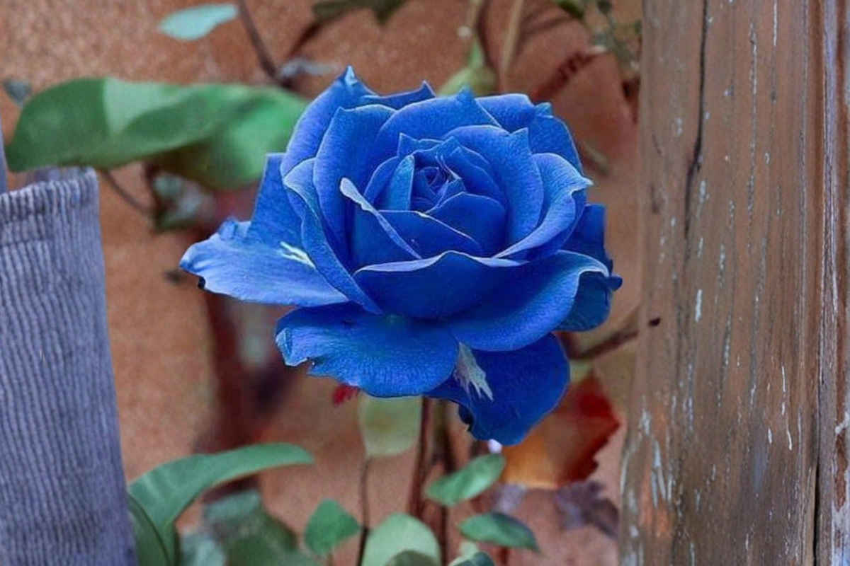 Blue Purple Rose Seeds - Midnight Blue Rosa spp. for Ornamental Gardens, Flower Beds, 30 Seeds
