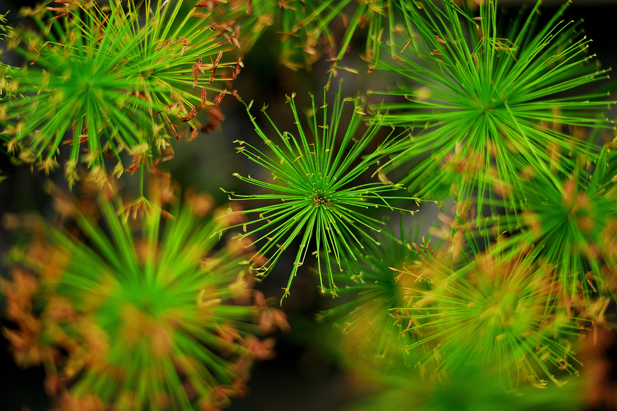 Dwarf Papyrus Live Aquatic Pond Plant – Cyperus haspan – Tropical Marginal Water Garden Plant