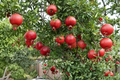 Salavatski Pomegranate Tree Live Plant, Large Fruiting, Punica granatum, Edible Landscape, Backyard Garden