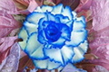 Rare Triple Crown Desert Rose Seeds | Adenium Obesum Succulent Flower Plant for Indoor & Outdoor Growing