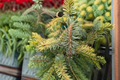 Cobra Norway Spruce Live Plant 1 Gallon Pot – Picea abies Weeping Evergreen Conifer for Landscape & Garden