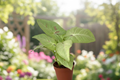 Syngonium Milk Confetti Live Plant, 2-Inch Pot, Pink Speckled Arrowhead Houseplant, Tropical Indoor Plant, Rare Syngonium Gift