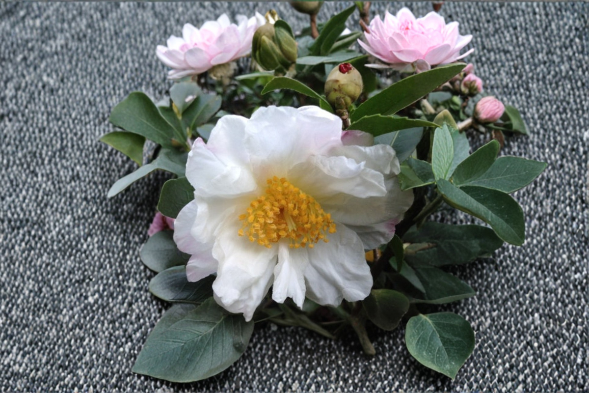 Cold Hardy Camellia ‘Winter’s Cupid’ 1 Gallon Live Plant Pink Bloom Evergreen Shrub for Zone 6 Gardens